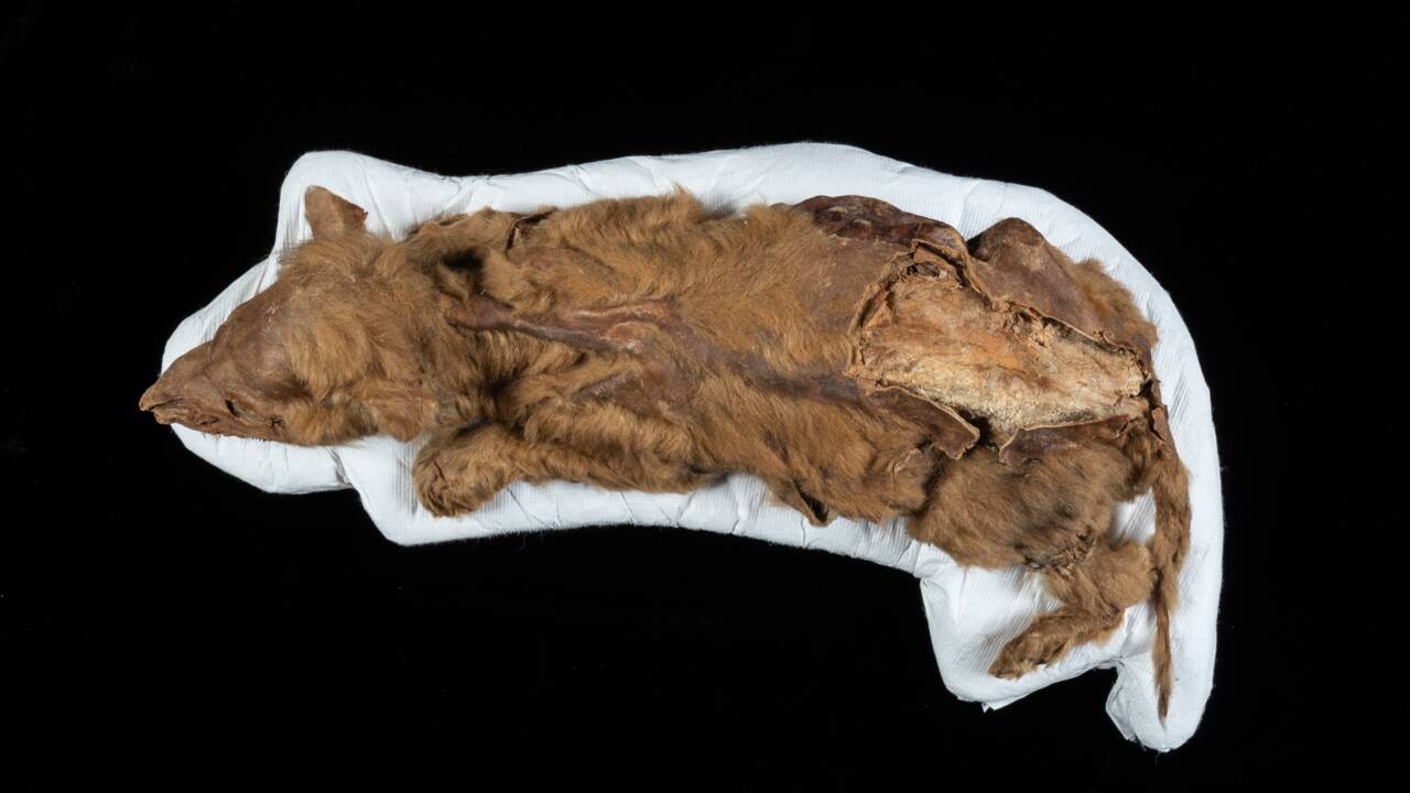 Un louveteau vieux de 57000 ans découvert très bien préservé au Canada