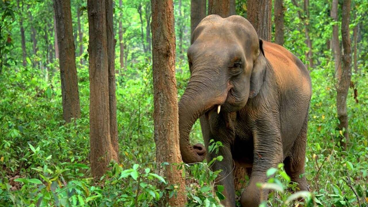 Les 5 infos à savoir sur l'éléphant d'Asie