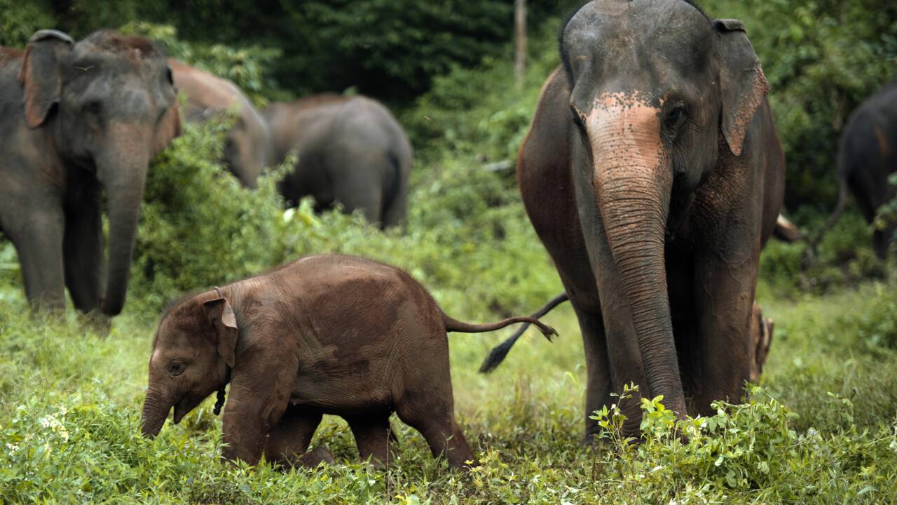 Un Thaïlandais sauve un éléphanteau accidenté en lui faisant un massage cardiaque 