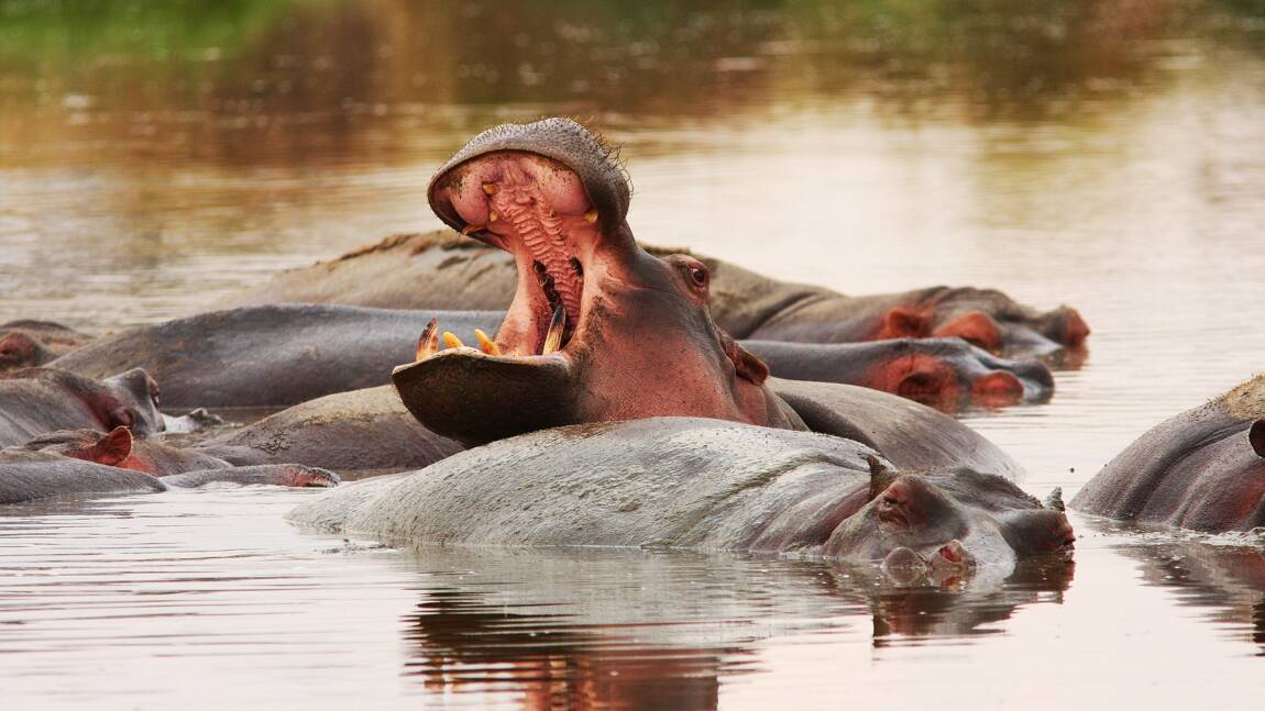 Les 5 infos à savoir sur l'hippopotame