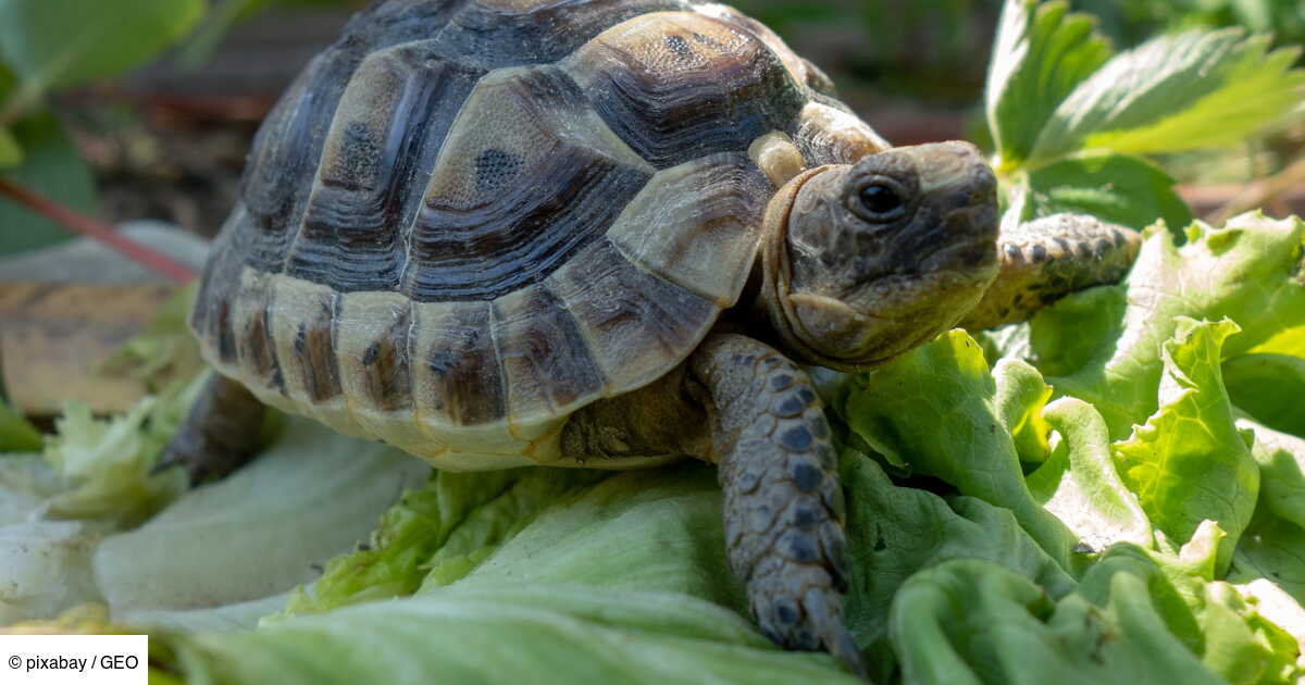 Les 5 Infos Savoir Sur La Tortue Terrestre Geo fr