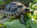 Les 5 infos à savoir sur la tortue terrestre
