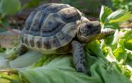 The 5 things to know regarding the tortoise