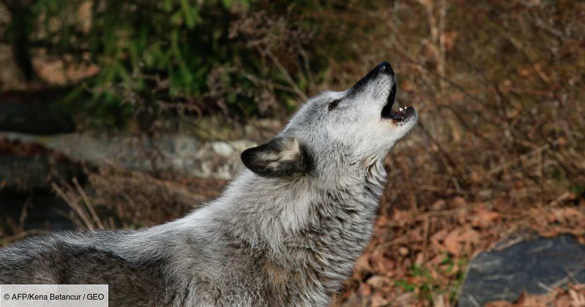 Aux Etats Unis Les Loups Risquent D Etre Aux Abois A Cause De Trump Geo Fr