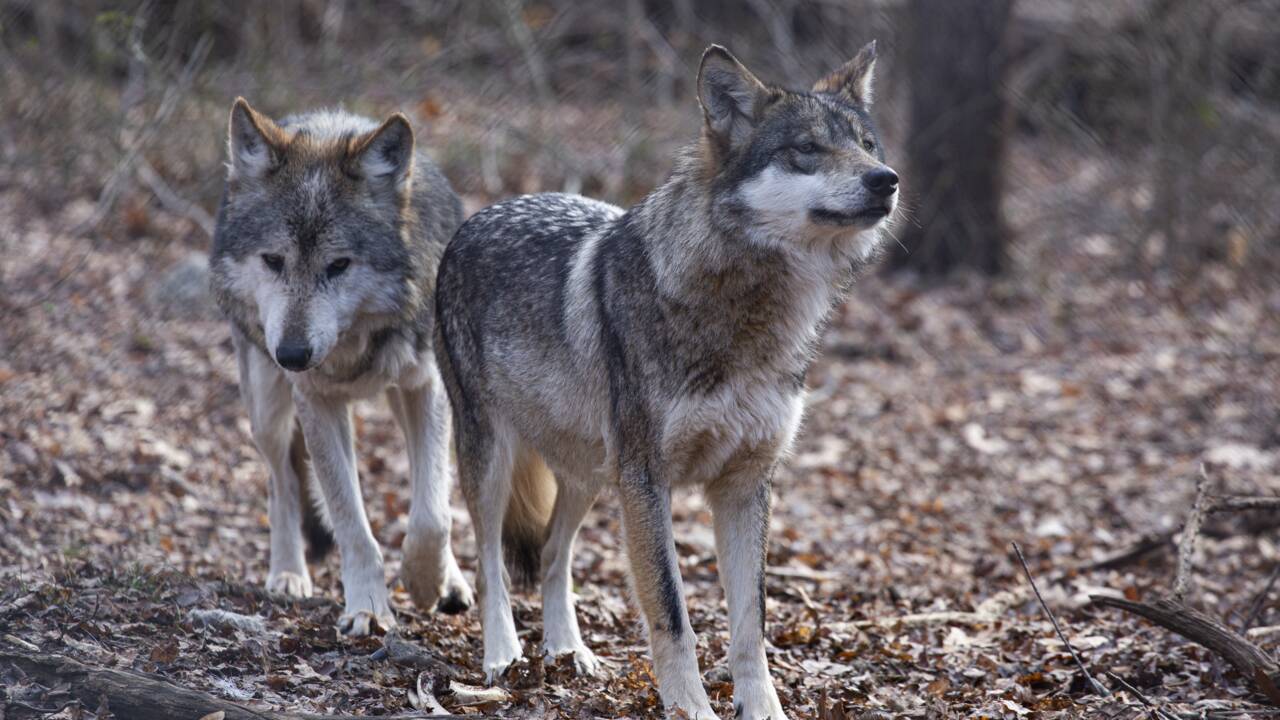 Aux États-Unis, les loups risquent d'être aux abois à cause de Trump