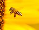Quelle différence y a-t-il entre une guêpe, une abeille et un bourdon ?