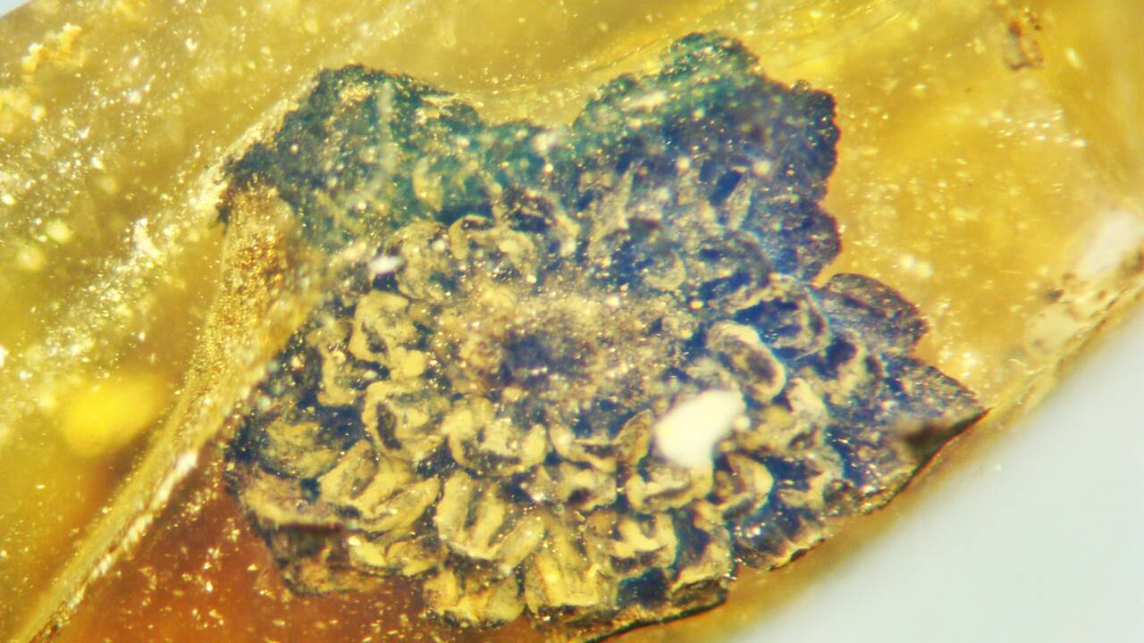 Découverte d'une splendide fleur "couleur de soleil" fossilisée dans l'ambre depuis 100 millions d'années