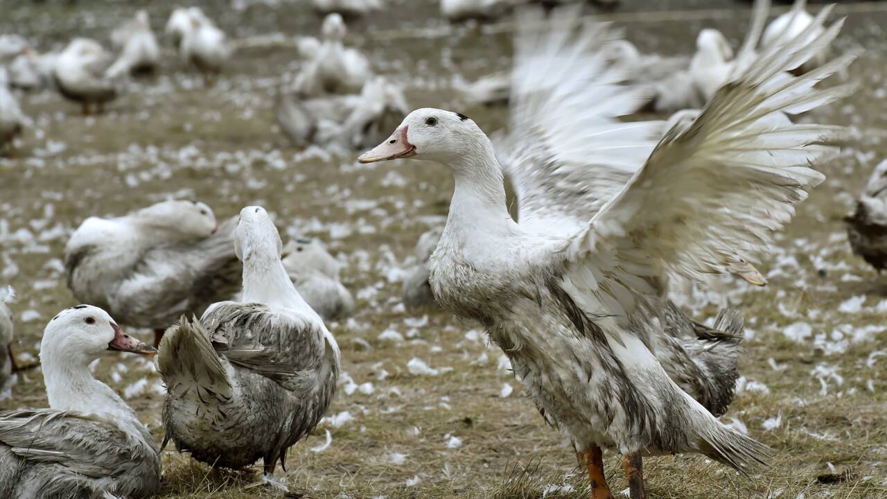 Face à la grippe aviaire, la filière canards des Landes se mobilise
