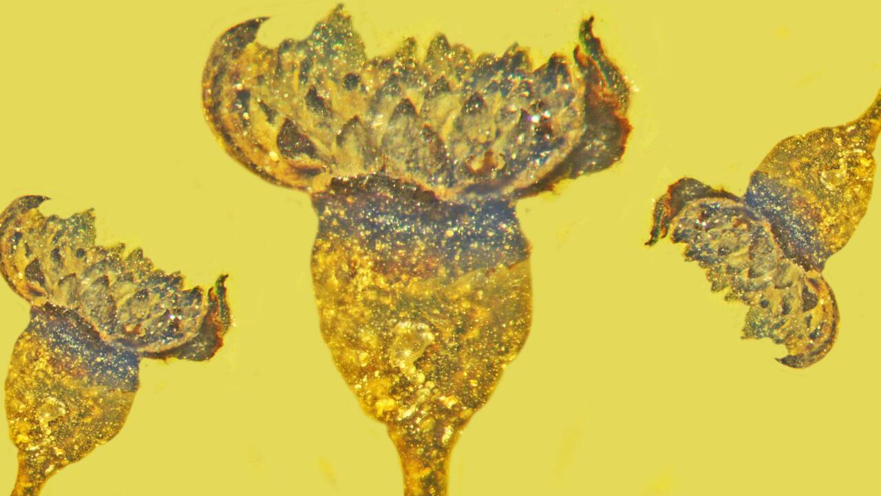 Découverte d'une splendide fleur "couleur de soleil" fossilisée dans l'ambre depuis 100 millions d'années