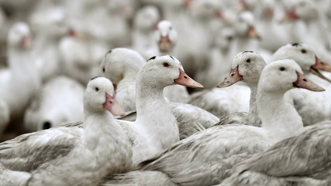 Face à la grippe aviaire, la filière canards des Landes se mobilise