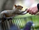 Les New-Yorkais victimes d'écureuils agressifs