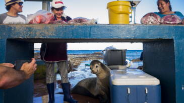 Voyage to the galapagos worksheet answers