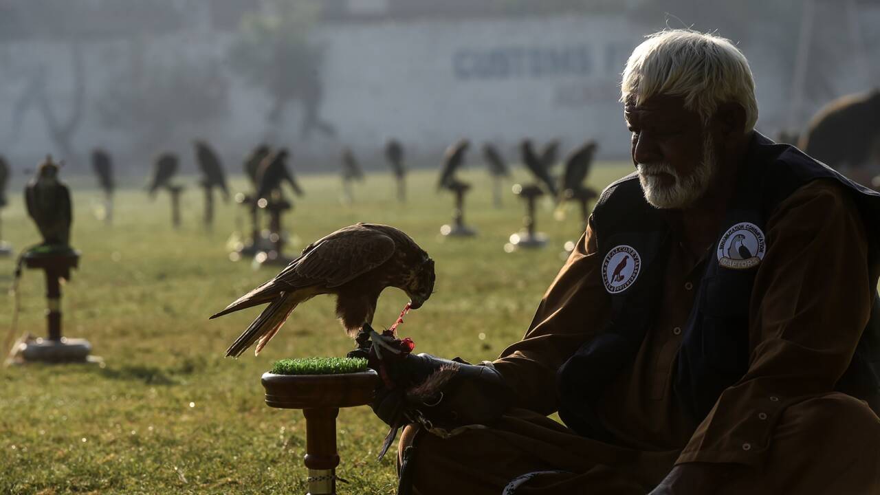 Au Pakistan, le trafic de faucons alimenté par la demande des pays du Golfe