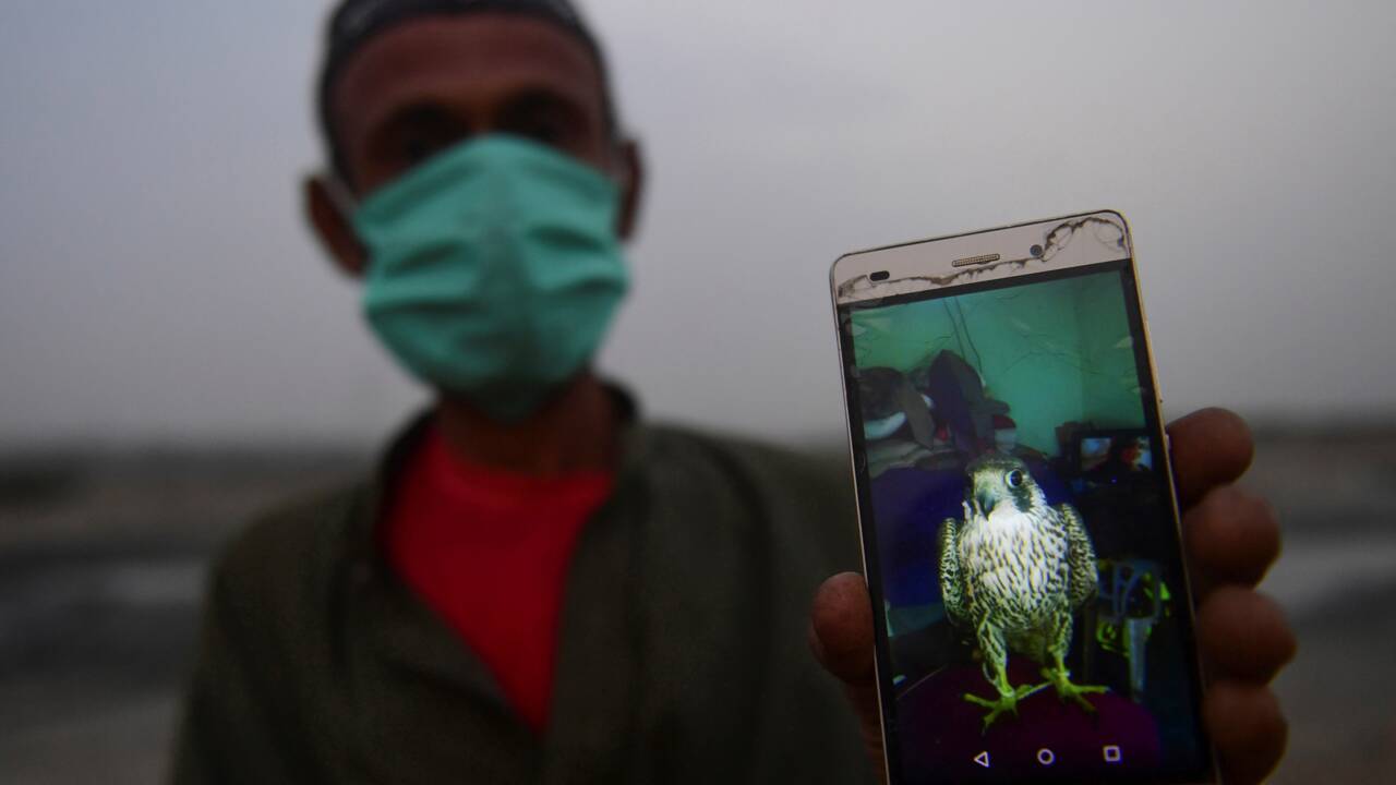 Au Pakistan, le trafic de faucons alimenté par la demande des pays du Golfe