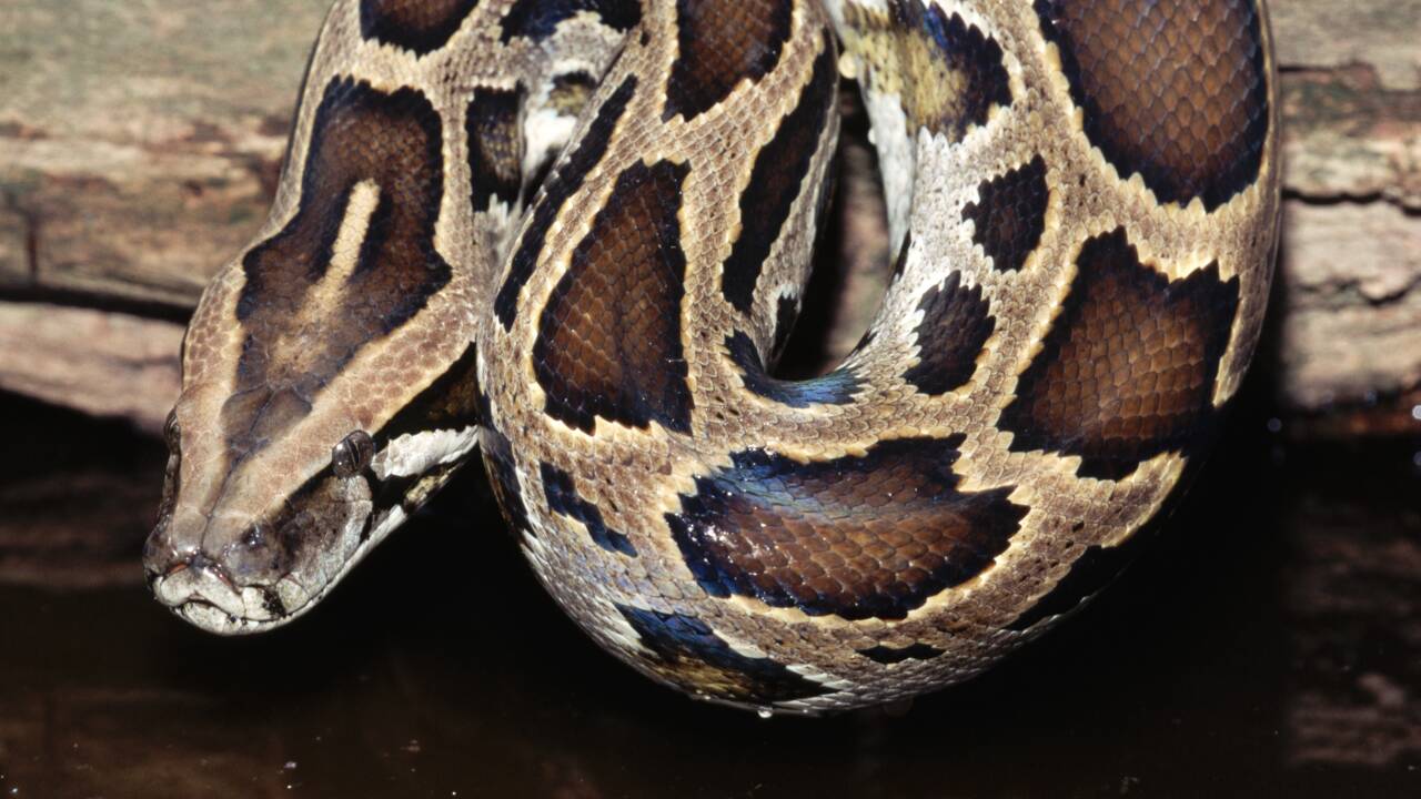Floride : la consommation de pythons bientôt encouragée pour contrôler l'espèce invasive ? 