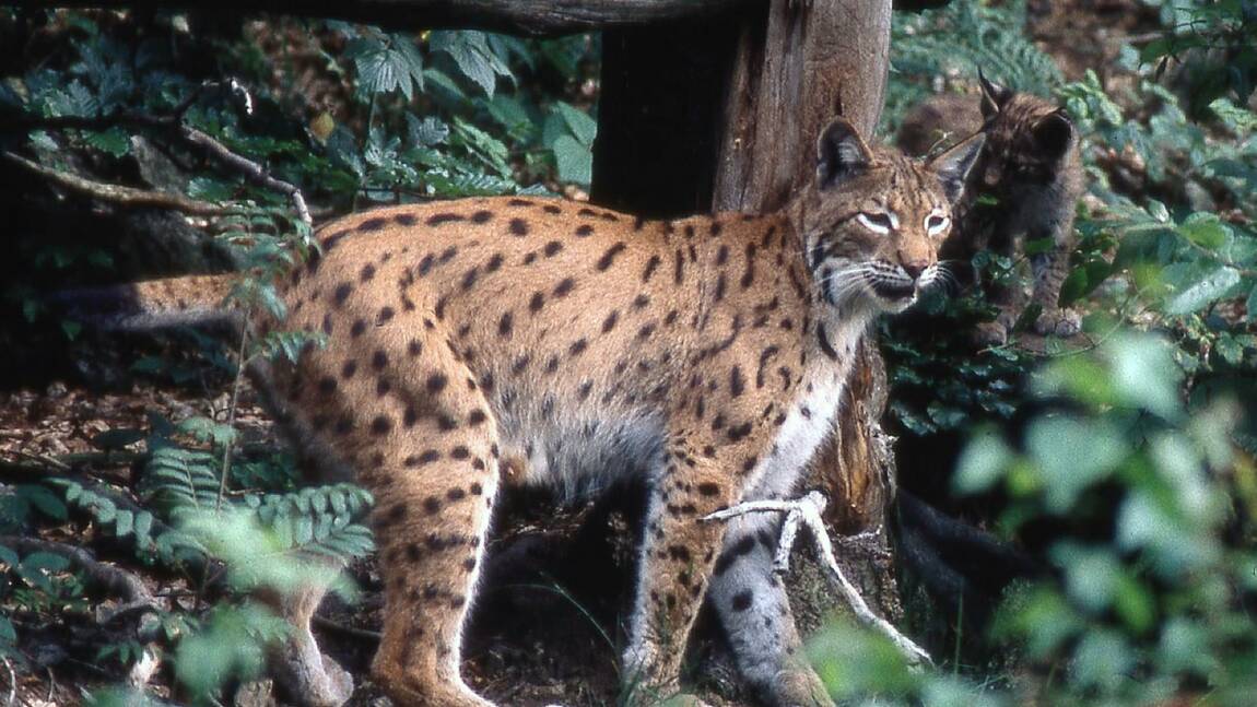 Un lynx boréal, une espèce protégée, tué par arme à feu dans le Doubs