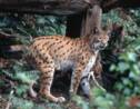 Un lynx boréal, une espèce protégée, tué par arme à feu dans le Doubs
