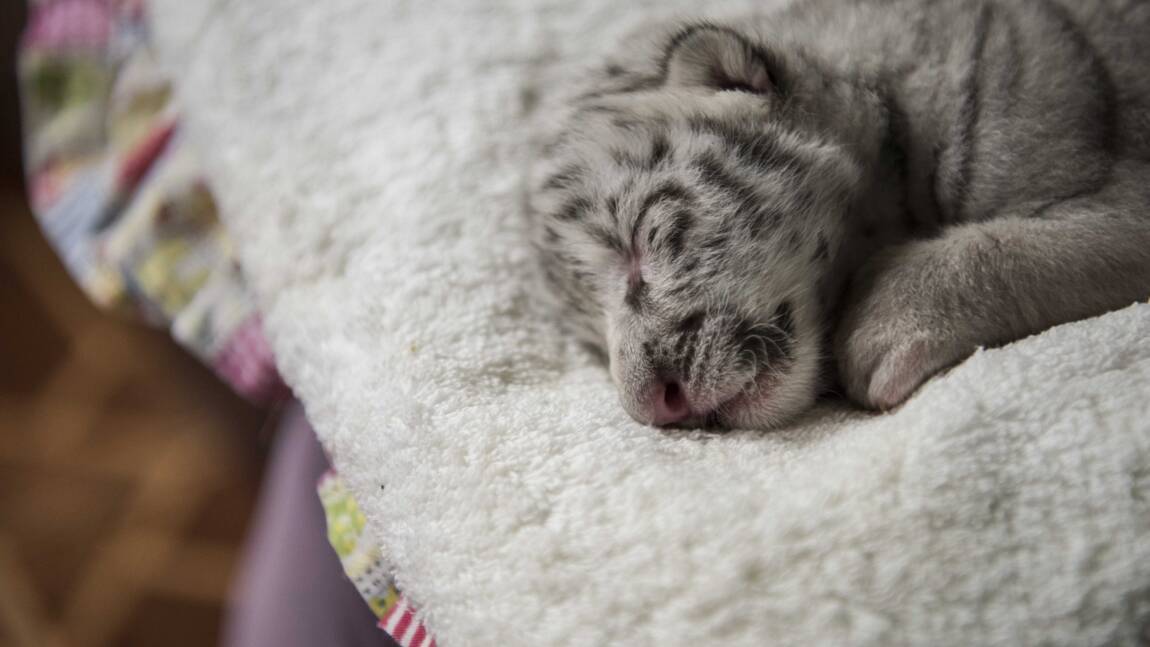 Au Nicaragua, un zoo annonce la naissance d'une petite tigresse blanche
