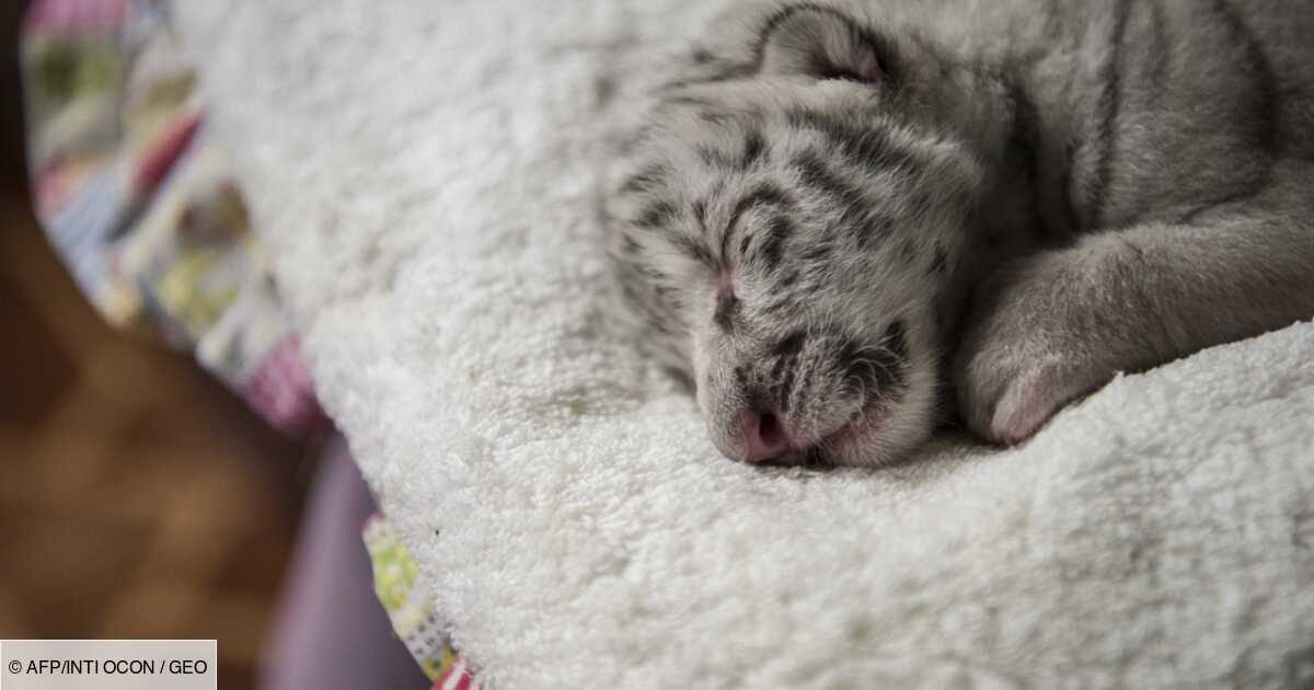 Au Nicaragua Un Zoo Annonce La Naissance D Une Petite Tigresse Blanche Geo Fr