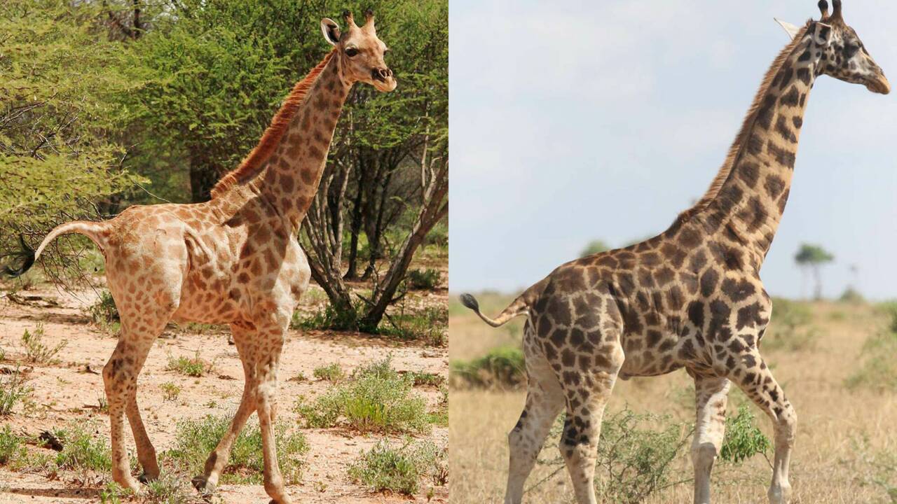 Deux girafes "naines" observées pour la première fois en Ouganda et en Namibie 