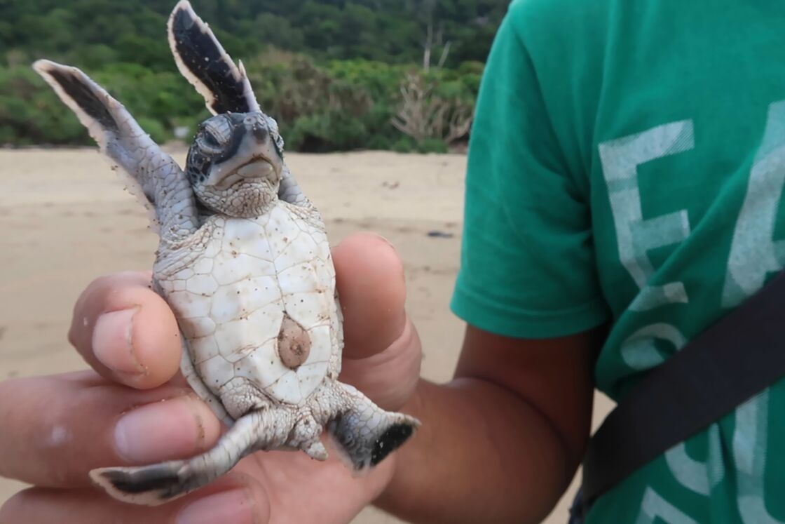 Des Petites Tortues S Elancent Vers La Liberte Sur Une Plage D Indonesie Geo Fr