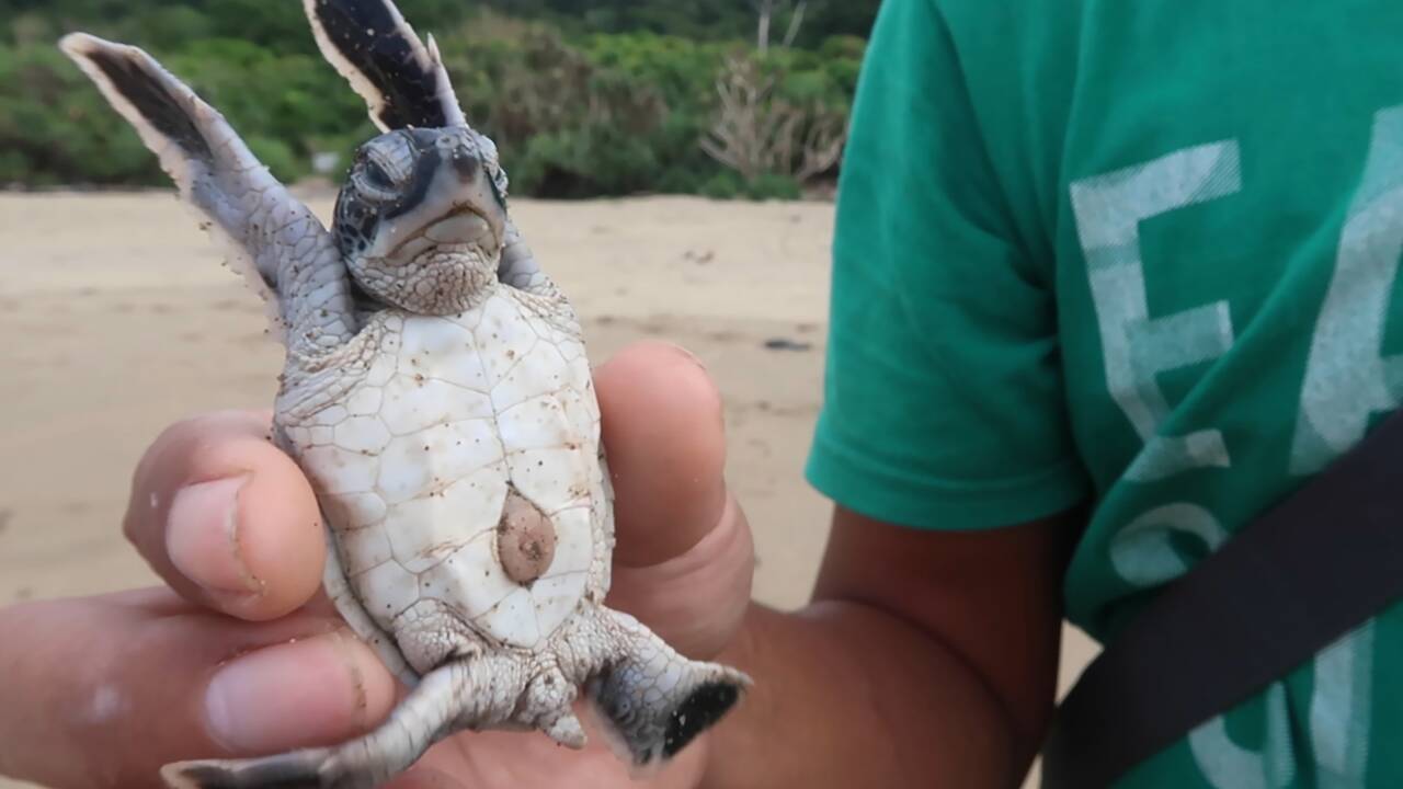 Des petites tortues s'élancent vers la liberté sur une plage d'Indonésie