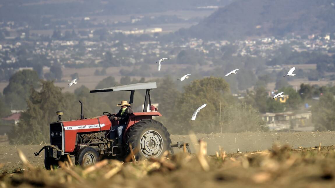 Le Mexique s'engage à bannir le maïs OGM et le glyphosate