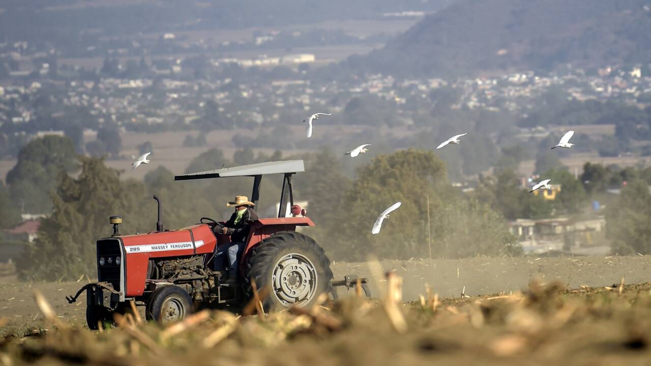 Le Mexique s'engage à bannir le maïs OGM et le glyphosate