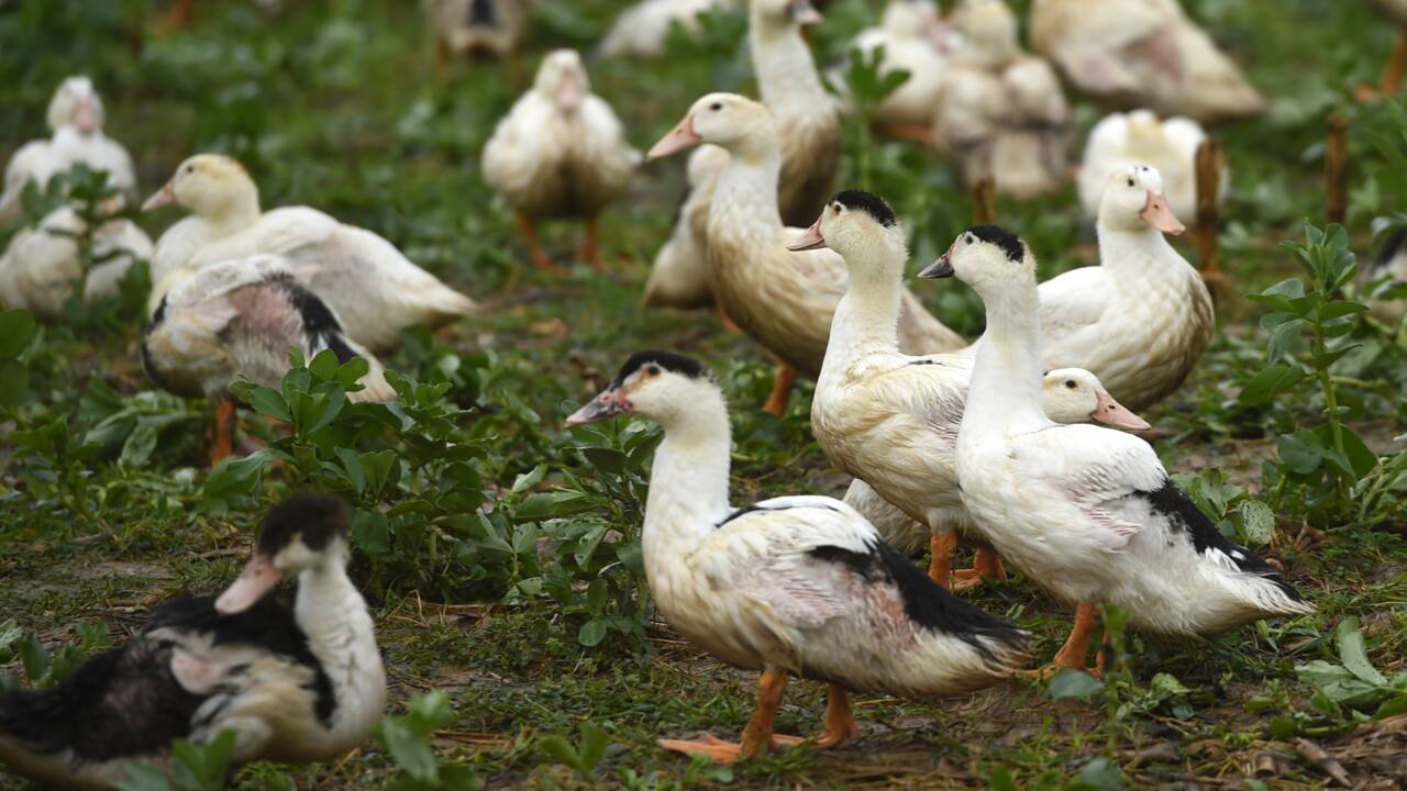 Abattages renforcés contre une grippe aviaire "hors de contrôle" dans le Sud-Ouest