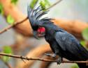 Le cacatoès noir, cet oiseau qui fait des percussions pour séduire ses partenaires