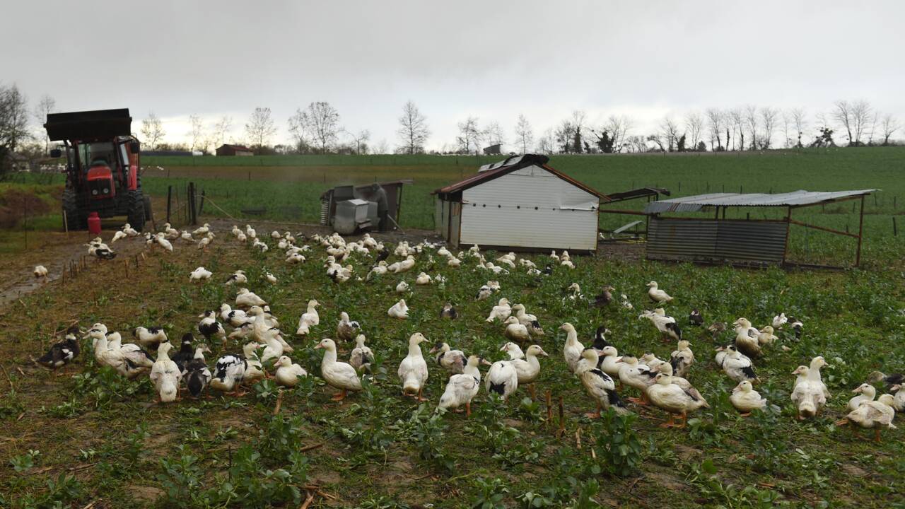 Grippe aviaire : "des centaines de milliers" de canards prochainement abattus