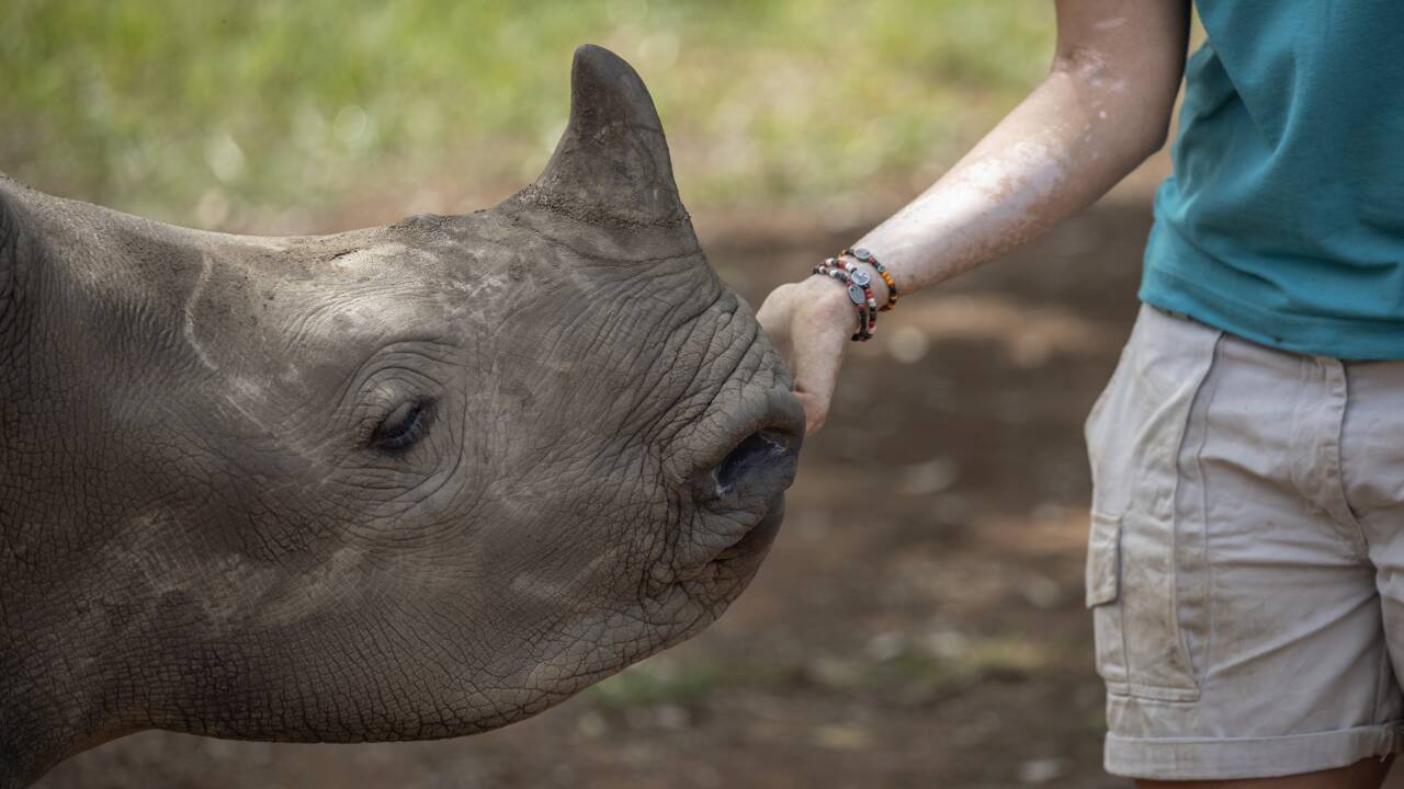 En Afrique du Sud, un orphelinat requinque les bébés rhinocéros