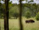 Les écologistes polonais dénoncent la reprise des coupes dans la forêt primaire de Bialowieza.