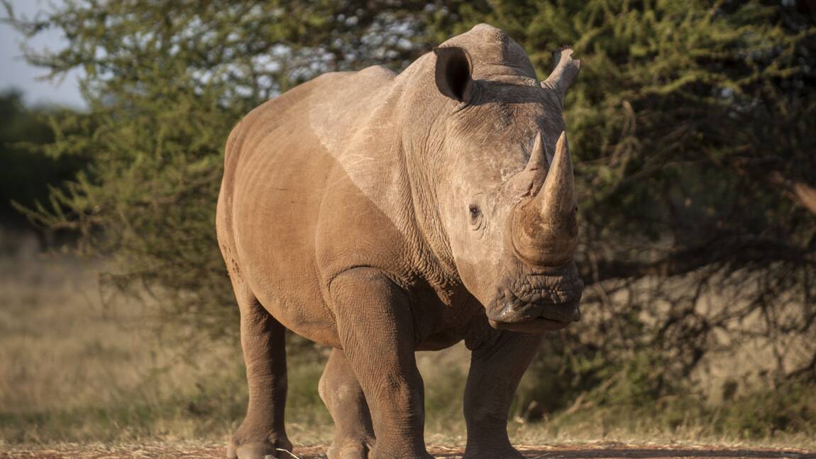 Afrique du Sud : saisie de cornes de rhinocéros estimées à plus de 3 millions de dollars