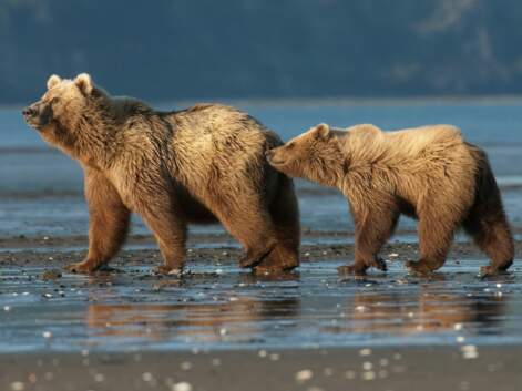 En Alaska, au cœur du royaume des ours