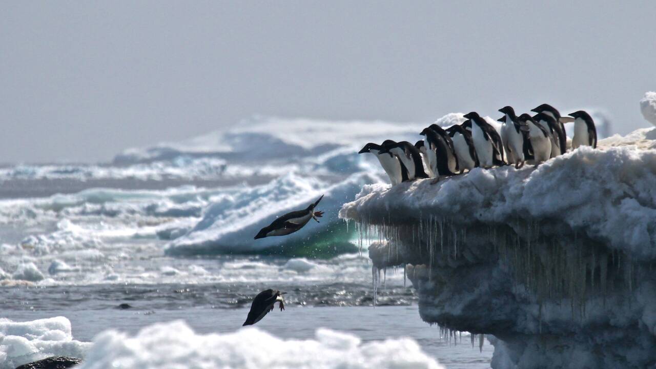 Des ONG appellent à renforcer la protection de l'Antarctique
