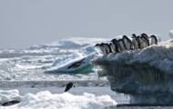 Une énorme colonie de reproduction de poissons repérée au large de l’Antarctique