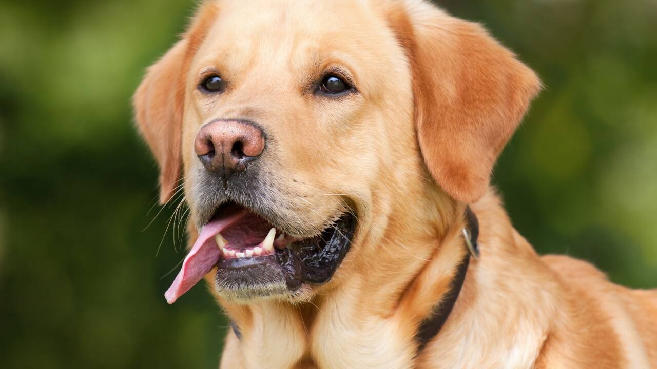 Les chiens mâles ont 4 fois plus de risques de développer un cancer de la truffe