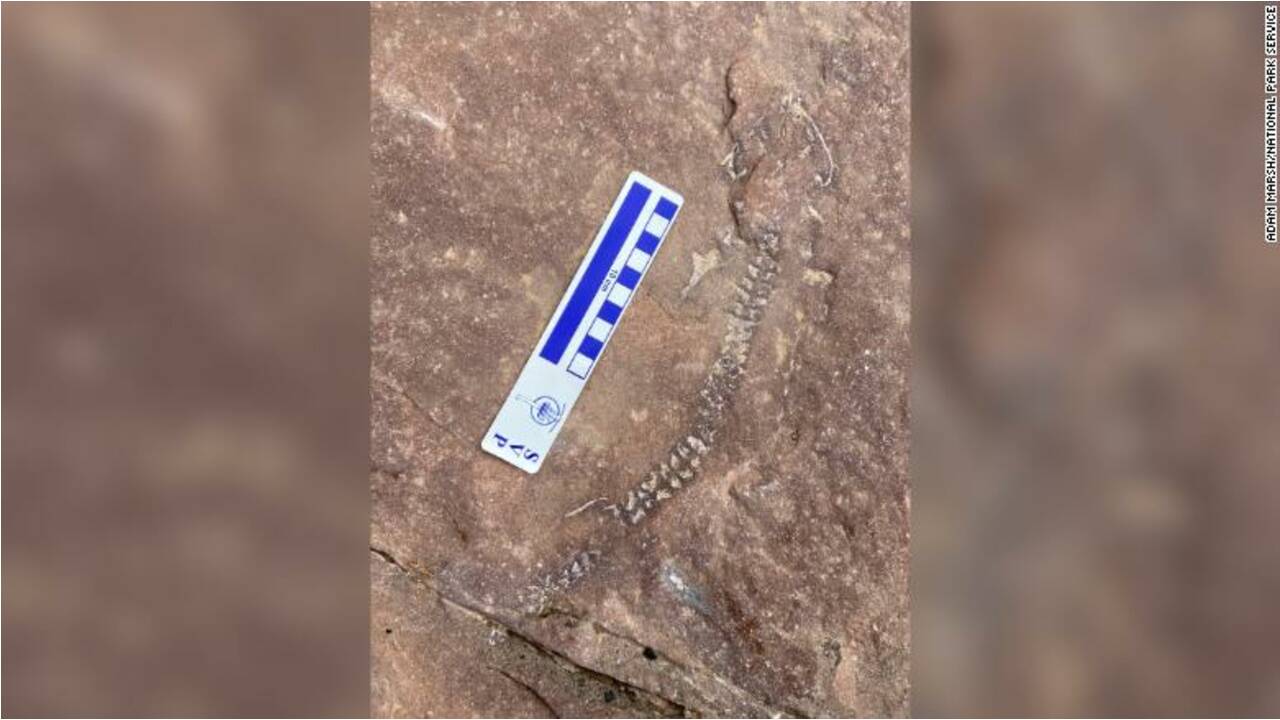 Découverte du fossile d'un animal inconnu datant de 300 millions d'années dans l'Utah