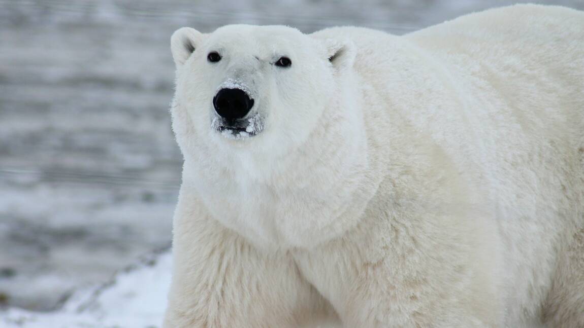 Un ours blanc injustement classé "à problèmes" au Groenland