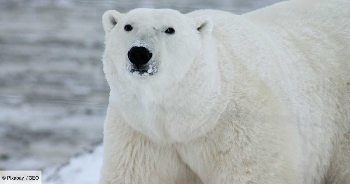 Un Ours Blanc Injustement Classe A Problemes Au Groenland Geo Fr