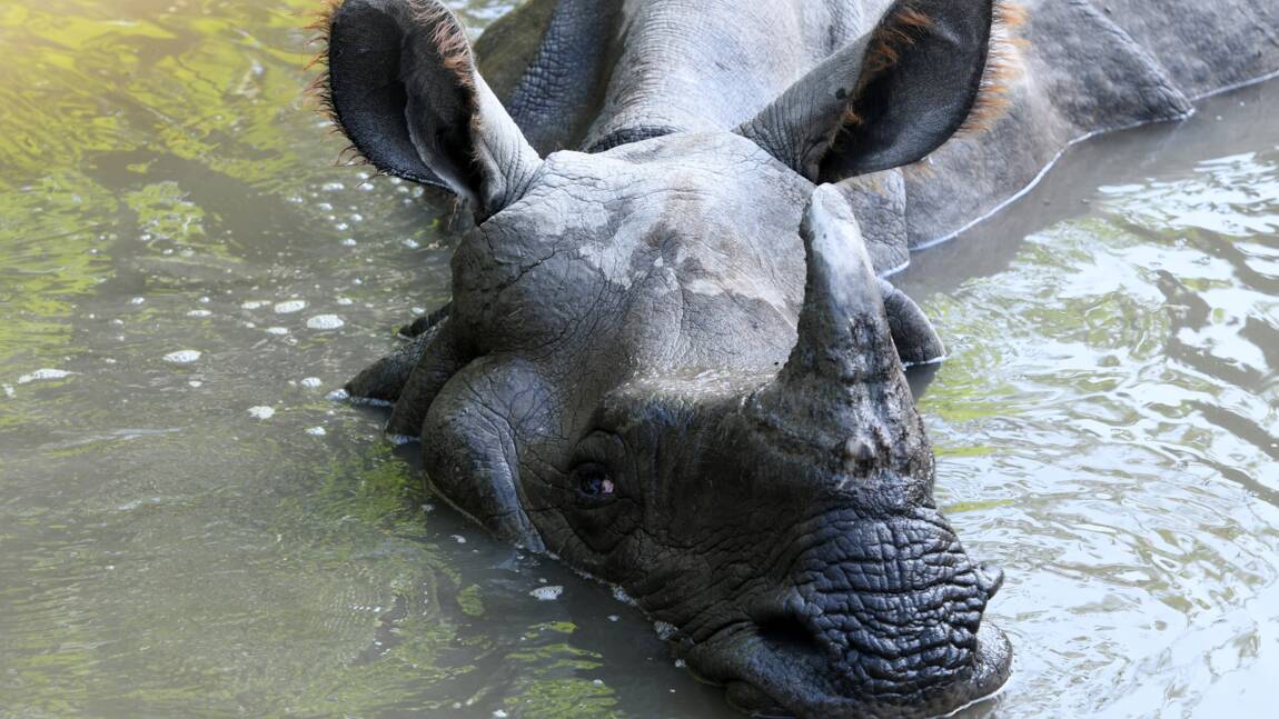 La population de rhinocéros en hausse au Népal