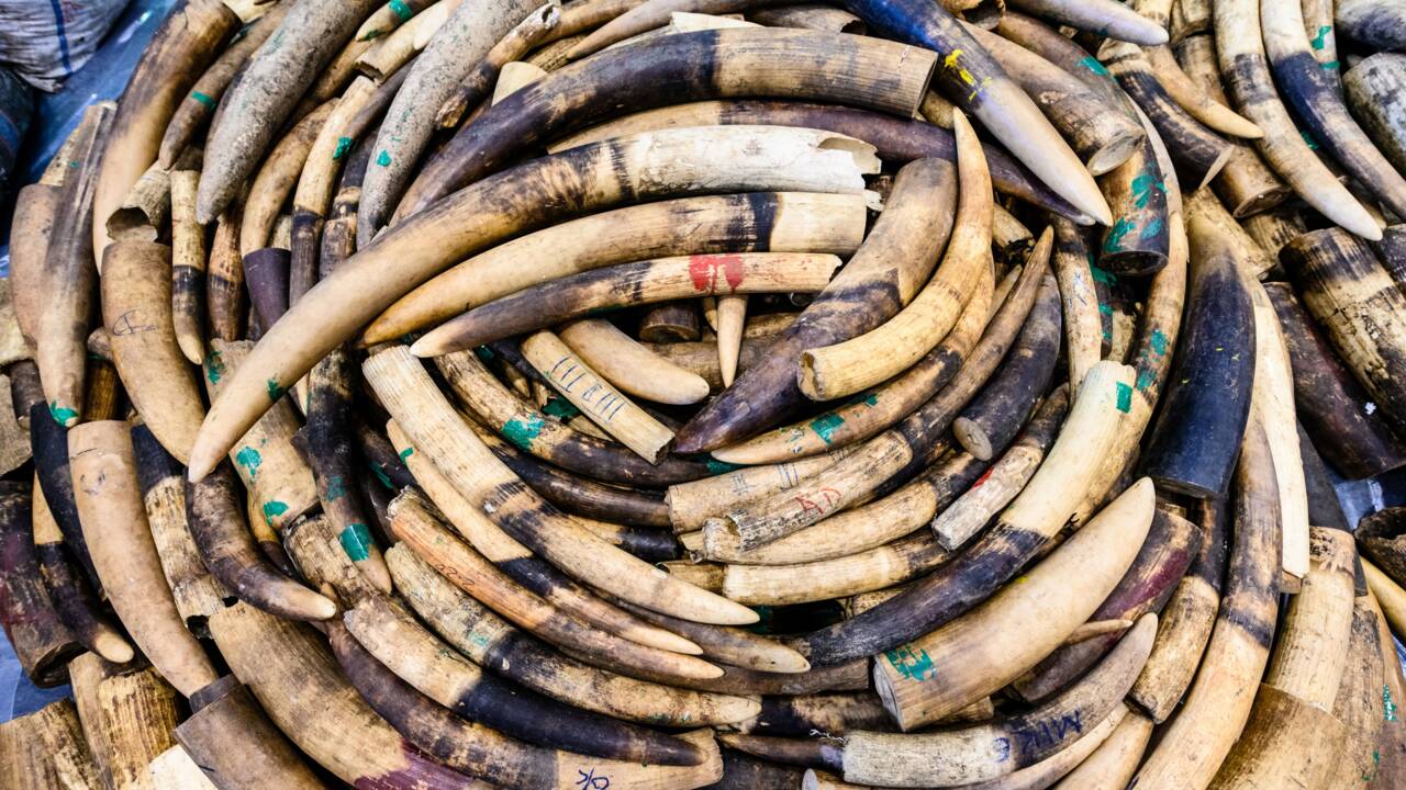 Un réseau de trafiquants d'ivoire vers l'Asie condamné