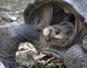 La tortue géante découverte aux Galápagos appartient bien à une espèce déclarée éteinte