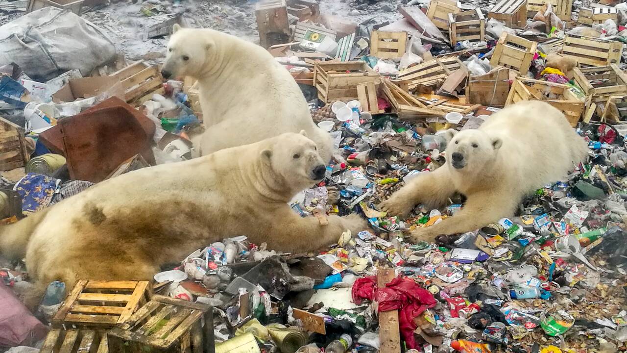 En manque de phoques, les ours blancs se tournent sans succès vers les oeufs de canard
