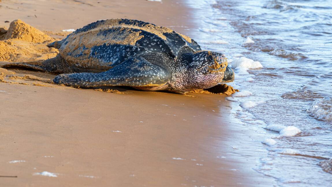 Espèce menacée : naissance de neuf tortues luth en Equateur