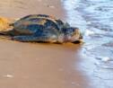 Espèce menacée : naissance de neuf tortues luth en Equateur