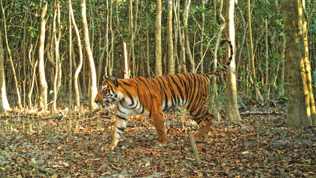 Un célèbre tueur de tigres du Bengale arrêté après 20 ans de cavale