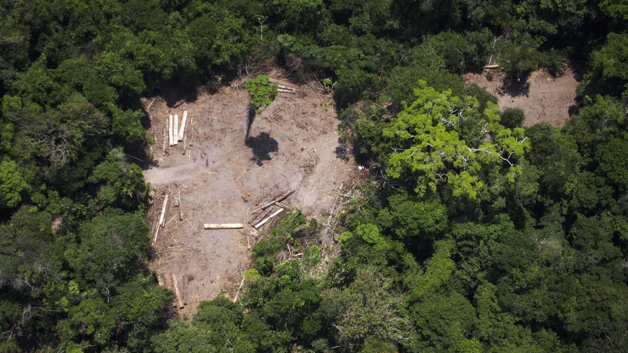 La forêt amazonienne en train de devenir source de CO2, selon une étude