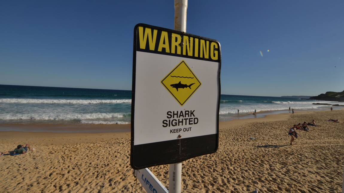 Australie : un surfeur décède après avoir été attaqué par un requin